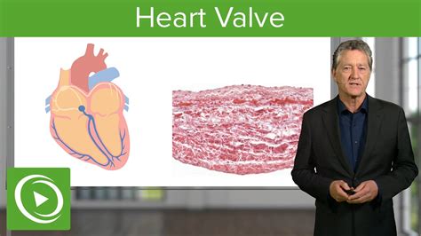 Heart Valve: Valve & Regulation – Histology | Lecturio - YouTube