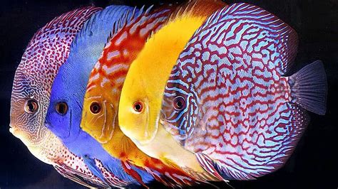 Exotic Freshwater Aquarium Fish - - - Tip HD wallpaper | Pxfuel