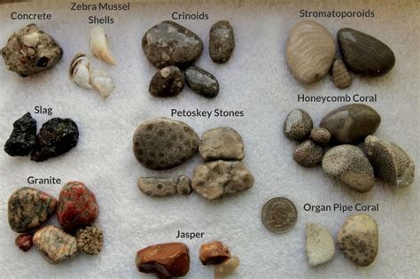 Beachgoer’s Guide to Lake Michigan Fossils and Rocks | Lake michigan stones, Rock hunting, Rock ...