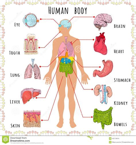 Human Body Parts Diagram With Names : Body Parts Diagram Man : Human System Human Body Parts Man ...