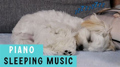 DOG MUSIC FOR SLEEPING 🐶 Relaxing Piano Music 🎵 Cute Maltese Puppy ...