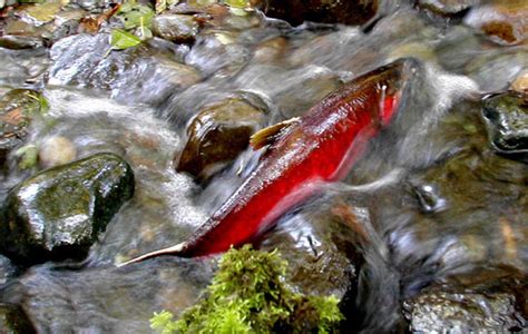 Tide may be turning on farms destroying salmon habitat | The Common ...