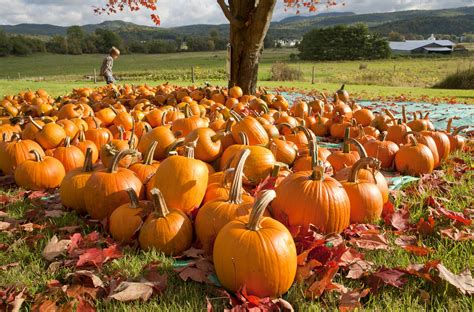 Affordable Pumpkin Patches in Every State — Pumpkin Patch Near Me - The Krazy Coupon Lady