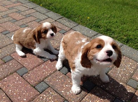 King Charles Spaniel Puppies For Sale | Los Angeles, CA #157772