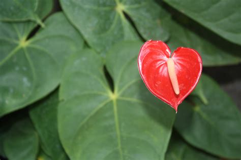 Goa Flowers | Variety of Goan Flowers