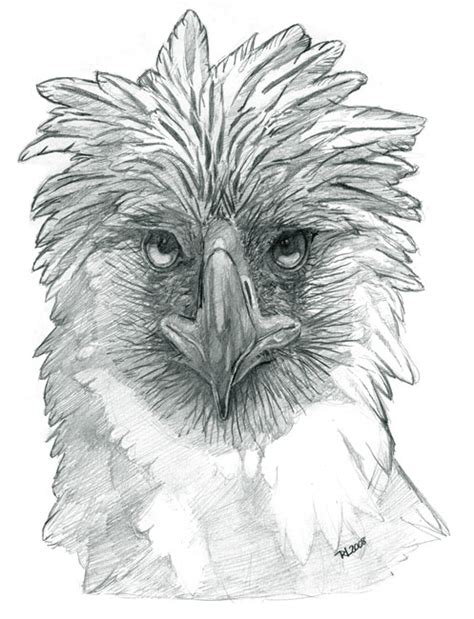 Philippine Eagle Drawing Easy