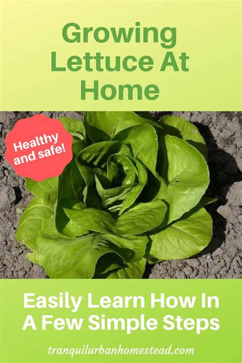 Growing Lettuce At Home: Easily Learn How In A Few Simple Steps ...