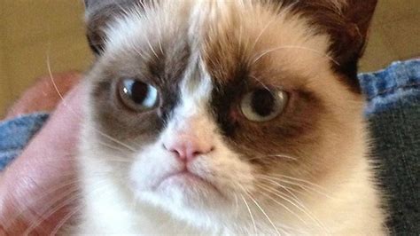 Internet finds world's grumpiest cat, named Tardar Sauce | Fox News