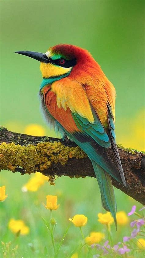 avianawareness: The iPhone 5 Wallpaper I just... - The power of Love ...