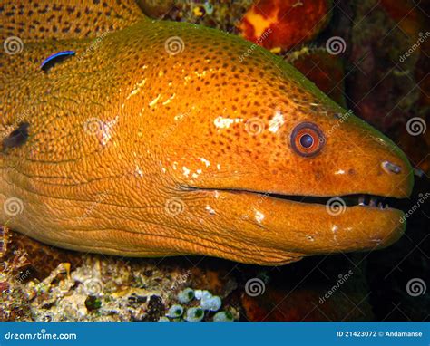 Anguille de Moray géante photo stock. Image du piqué - 21423072