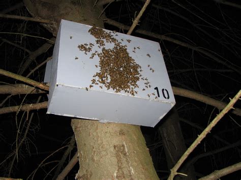 Bushkill Honeybee Swarm Traps | BeeVac.com