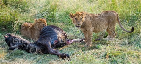 Lions Eat Killed Antelope Stock Photo - Download Image Now - Africa, Animal, Animal Mane - iStock