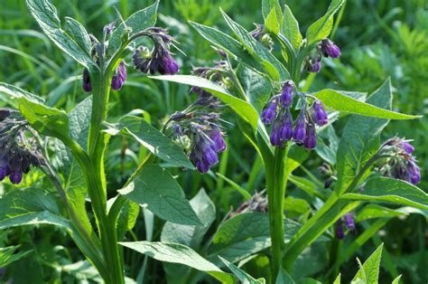 7 Reasons Every Gardener Should Grow Comfrey