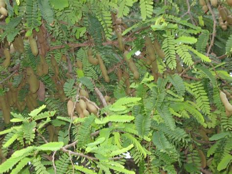 Sampaloc (tamarind) tree at Smith's Tropical Paradise | Flickr