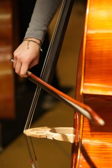 What is the difference between a cello and a double bass - Difference Digest