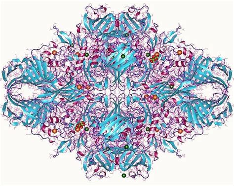 Lactase - Definition, Function & Structure | Biology Dictionary