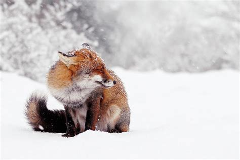 Red Fox In The Snow Series Photograph by Roeselien Raimond