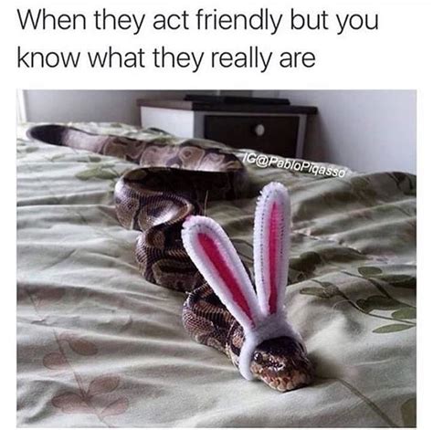 Pin by Ryan on Humorous memes | Cute reptiles, Pet snake, Cute snake