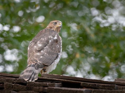 Cooper's Hawk Nesting (All You Need To Know) | Birdfact