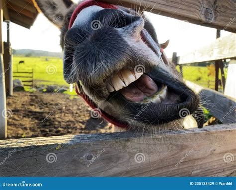 A Funny Donkey Making a Face through a Fence Stock Image - Image of fence, absurd: 235138429