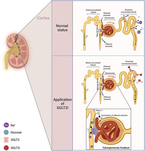 Frontiers | New insights and advances of sodium-glucose cotransporter 2 inhibitors in heart failure