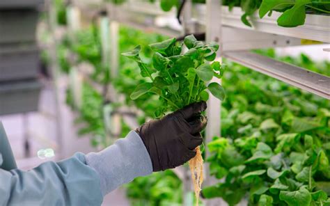 The Future of Farming: Hydroponics — PSCI