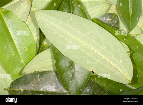 Coca leaves (Erythroxylum coca Stock Photo - Alamy