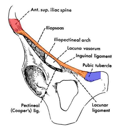 Lacunar Ligament