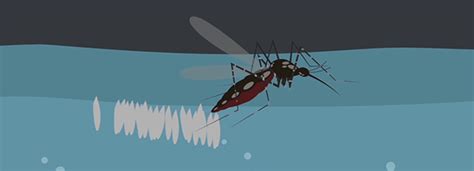 Dengue Prevention Animation on Behance