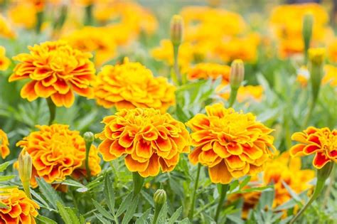 Marigold Flower Meaning and Symbolism: What the Colors Represent?