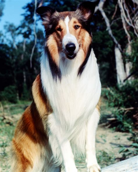 Lassie | Puppy Love: The 25 Greatest Dogs in Movies and TV | Purple Clover