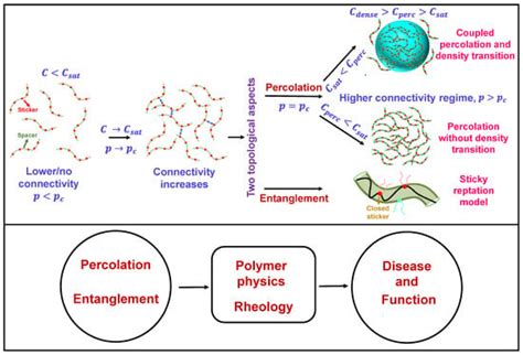 Biomolecules | Free Full-Text | Topological Considerations in Biomolecular Condensation