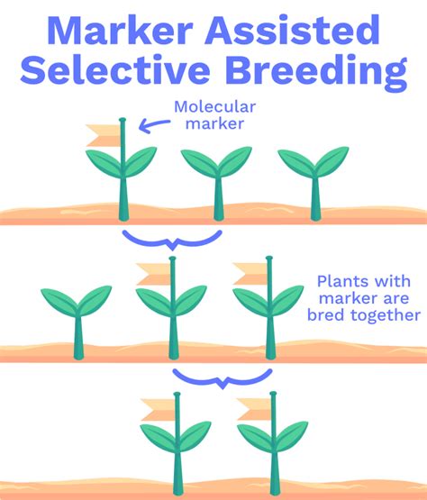 Selective Breeding: How Farmers make Food Better | ClimateScience