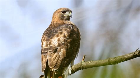 Red-Tailed Hawk - Elmwood Park Zoo