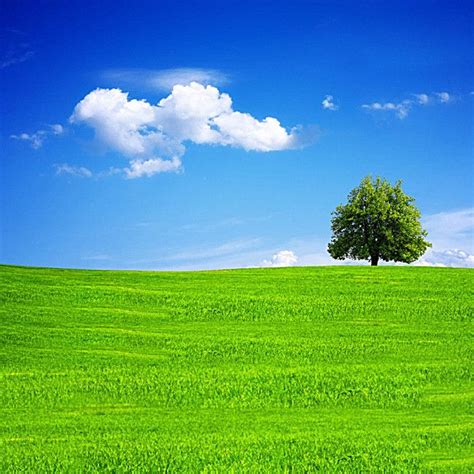 Grass Trees Blue Sky Background | Beautiful images nature, Landscape wallpaper, Blue sky background