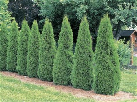 Arborvitae – Gammon's Garden Center & Landscape Nursery