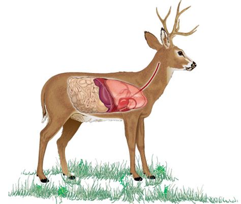 37 deer kill zone diagram - Diagram For You