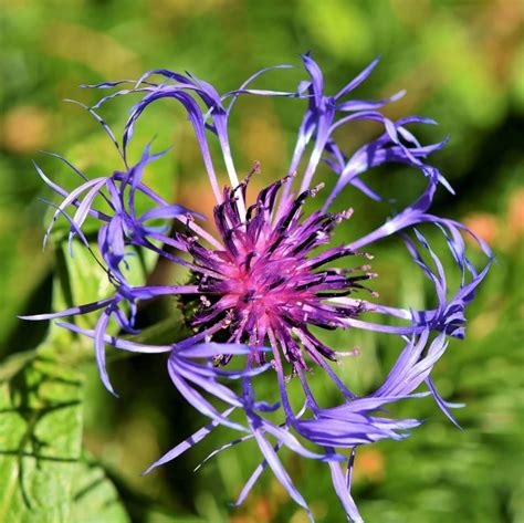 Centaurea Montana Seeds, Flower Seeds#160 – Rooted Retreat