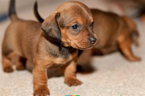 The Dachshund is a small and cute breed of dog that is well-known for ...