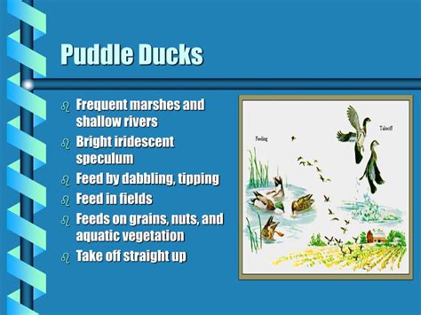 PPT - Puddle Ducks PowerPoint Presentation, free download - ID:3692093