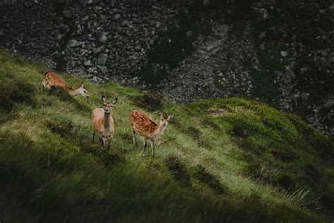 Experiencing Wildlife In The Great Smoky Mountains