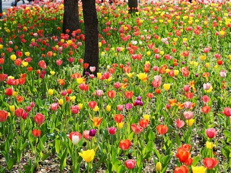 Premium Photo | Red tulip flowers in garden