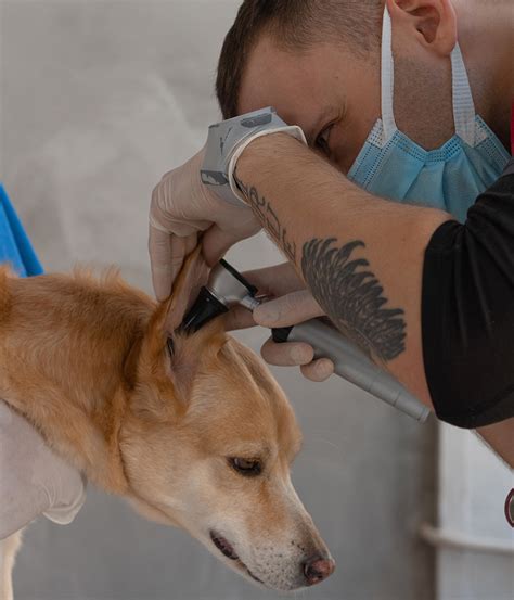 Otitis Externa in Animals - Neighborhood Veterinary Clinic