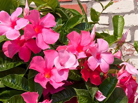 Mandevilla Plant Care - Growing Mandevilla In Your Garden