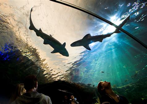 Ripley's Aquarium of Canada officially opens in Toronto | CTV News