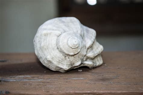 Sea empty shell, photo stock image. Image of artistic - 160454929