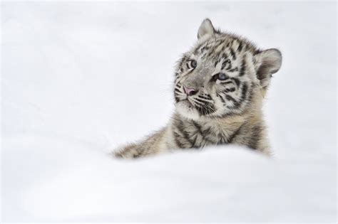 Tigers Baby in Snow Wallpapers HD / Desktop and Mobile Backgrounds