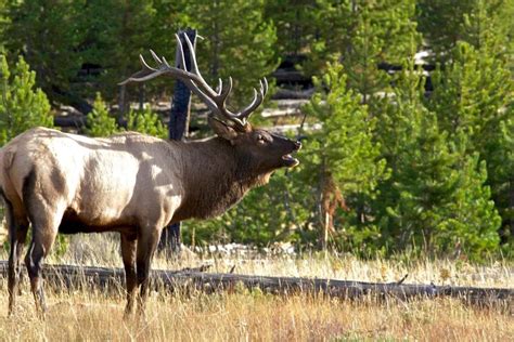 Elk Hunting on Nebraska Ranches - Sandhills -Hall and Hall