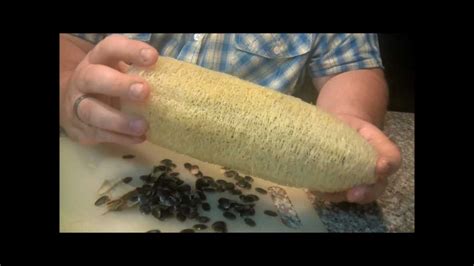 Luffa Harvest!. | Luffa, Planting herbs, Loofah sponge