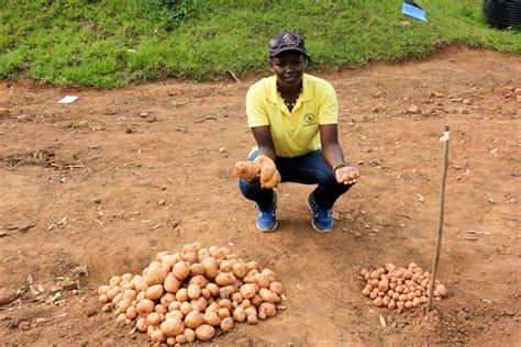 Late-blight-resistant potatoes hold promise for farmers in Uganda and ...